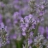 Lavandula angustifolia 'Ashdown Forest' -- Lavendel